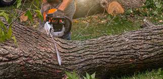 Professional Tree Services in Heidelberg, PA